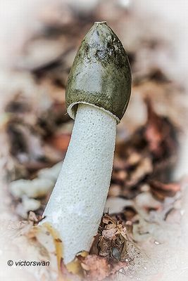 Grote stinkzwam - Phallus impudicus.JPG