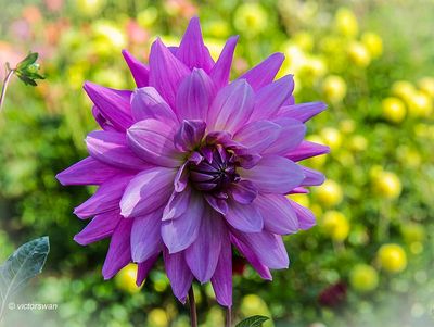 Dahlia-Liliabloem .JPG