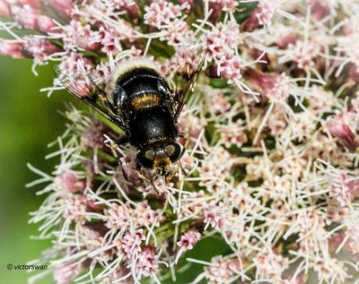 Hommelbijvlieg - Eristalis intricaria.JPG