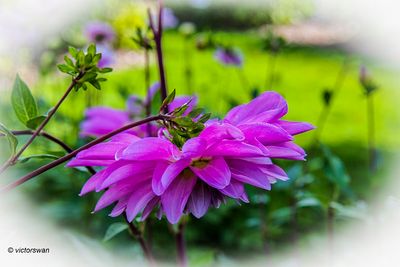 Dahlia-Liliabloem .JPG
