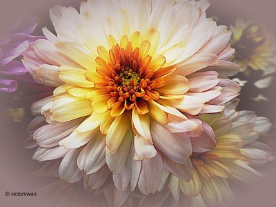 Chrysant.JPG