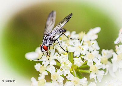 Eustalomyia hilaris .JPG