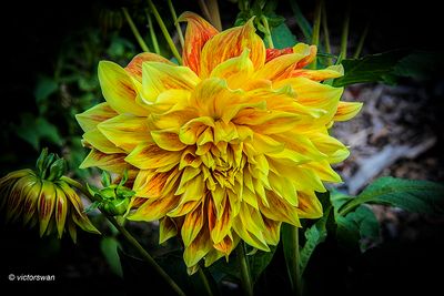 Dahlia-Explosion.JPG
