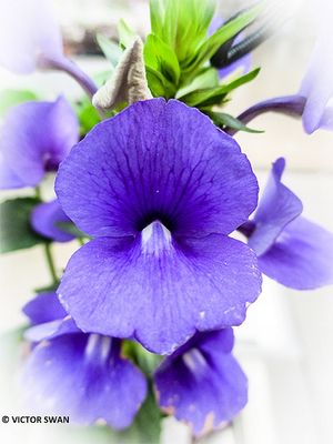 Thunbergia .JPG