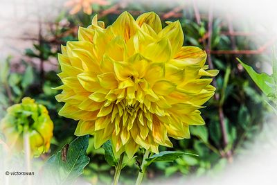 Dahlia-Explosion.JPG
