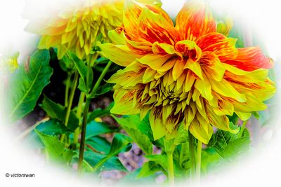 Dahlia-Explosion.JPG