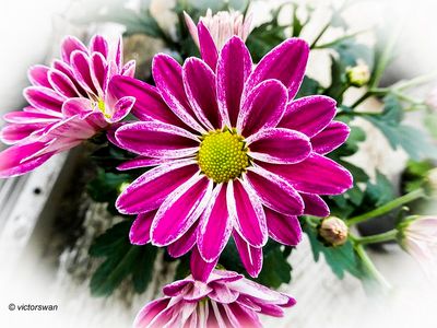 Chrysant.JPG