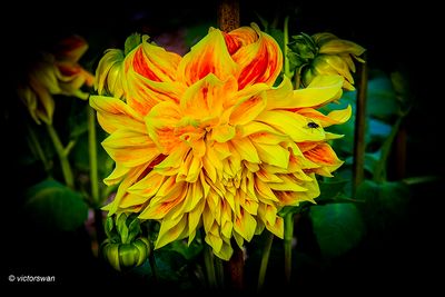 Dahlia-Explosion.JPG