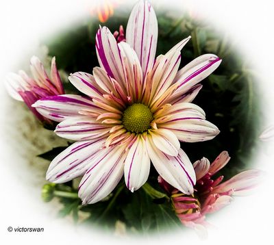 Chrysant.JPG