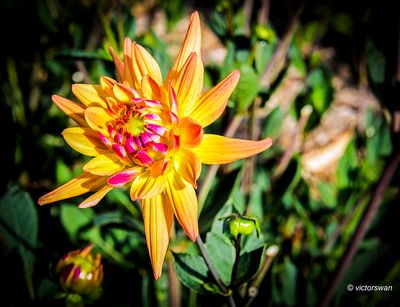 Dahlia-Karma Corona.JPG