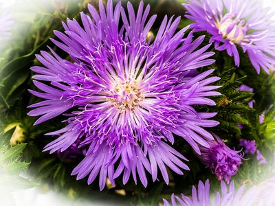 Stokesia .JPG
