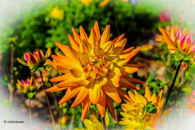 Dahlia-Karma Corona.JPG