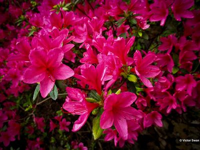 Rododendron.JPG