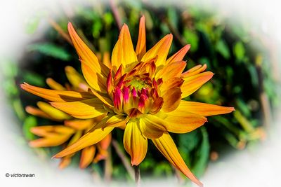 Dahlia-Karma Corona.JPG