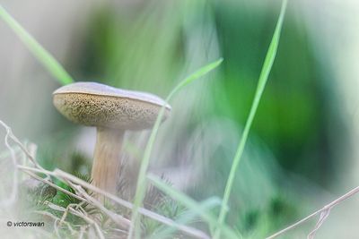 Bruine ringboleet - Suillus luteus.JPG