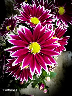 Chrysant.JPG