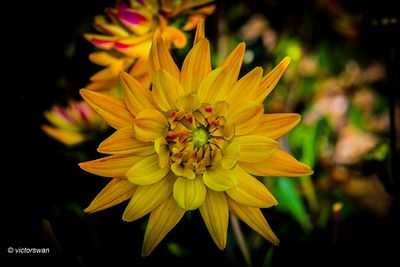 Dahlia-Karma Corona.JPG