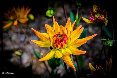 Dahlia-Karma Corona.JPG