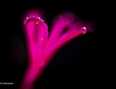 Geranium (ooievaarsbek).JPG