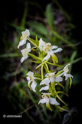 Bergnachtorchis - Platanthera chlorantha .JPG