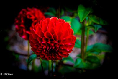 Dahlia-Nescio.JPG