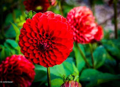 Dahlia-Nescio.JPG