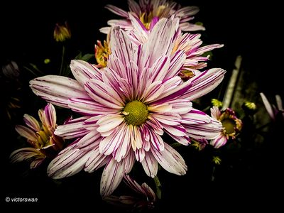 Chrysant.JPG