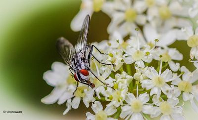 Eustalomyia hilaris .JPG