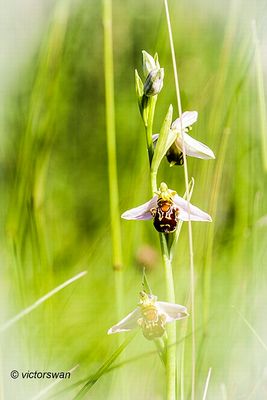 Bijenorchis Ophrys apifera .JPG