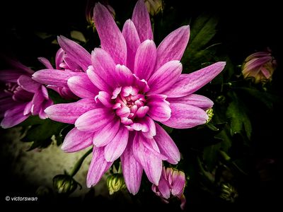 Chrysant.JPG
