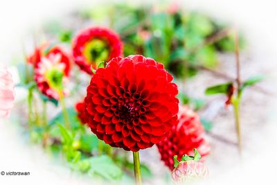 Dahlia-Nescio.JPG