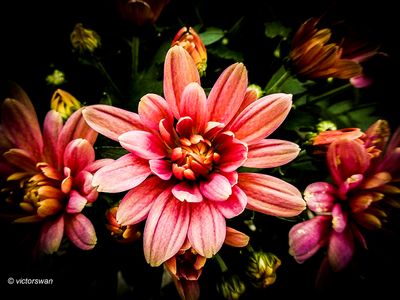 Chrysant.JPG