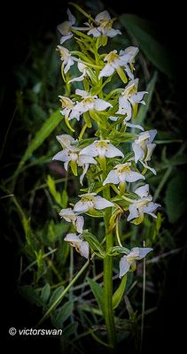 Bergnachtorchis - Platanthera chlorantha .JPG