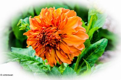 Dahlia-Moonlight Sonata .JPG
