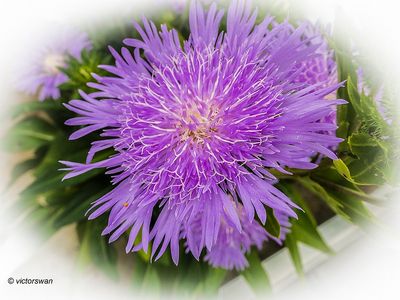 Stokesia.JPG