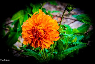 Dahlia-Moonlight Sonata .JPG