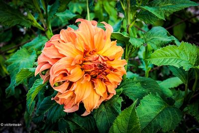 Dahlia-Moonlight Sonata .JPG