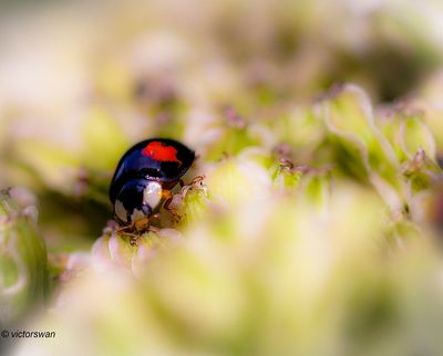 Tweevlekkig Aziatisch lieveheersbeestje · Harmonia axyridis f. conspicua.JPG