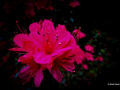 Rododendron.JPG