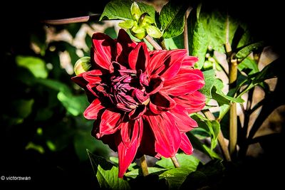 Dahlia-Red pigmy.JPG