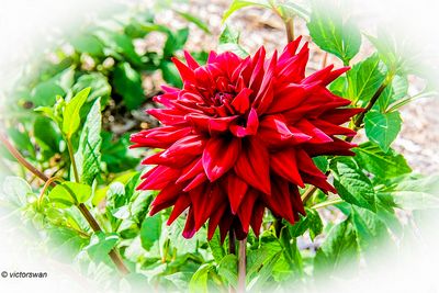 Dahlia-Red pigmy.JPG