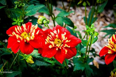 Dahlia-Impression Festivo .JPG