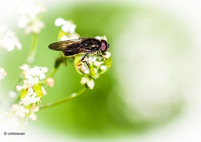 Cheilosia spec.JPG