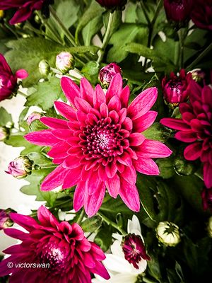Chrysant.JPG
