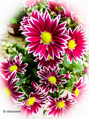 Chrysant.JPG