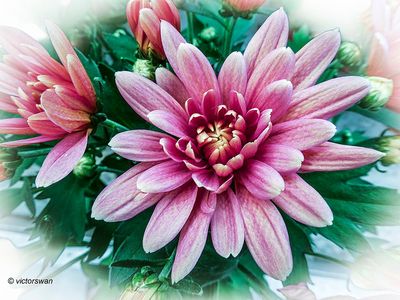 Chrysant.JPG