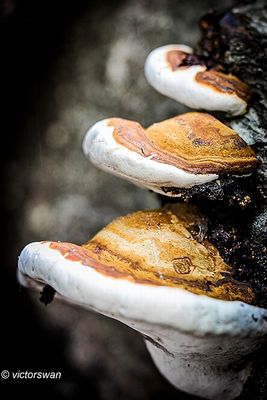 Dikrandtonderzwam - Ganoderma adspersum.JPG