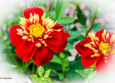 Dahlia-Impression Festivo .JPG