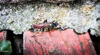 Ichneumon stramentor .JPG