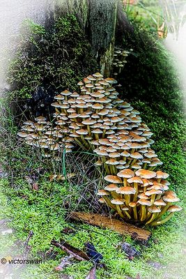 Gewone Zwavelkop - Hypholoma fasciculare.JPG